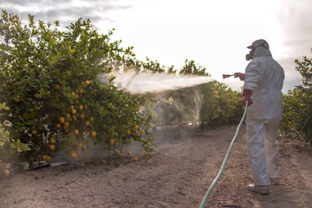 Best Exterminator Services  in Davie, FL